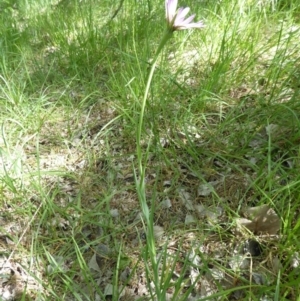 Tragopogon porrifolius subsp. porrifolius at Latham, ACT - 27 Oct 2019 09:51 AM