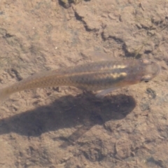 Gambusia holbrooki (Gambusia, Plague minnow, Mosquito fish) at Latham, ACT - 26 Oct 2019 by Christine