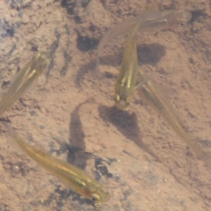 Gambusia holbrooki at Latham, ACT - 27 Oct 2019 10:41 AM