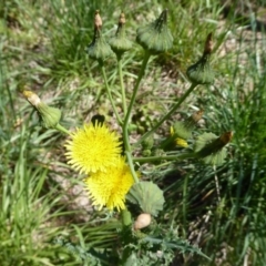 Sonchus asper (Prickly Sowthistle) at Latham, ACT - 26 Oct 2019 by Christine