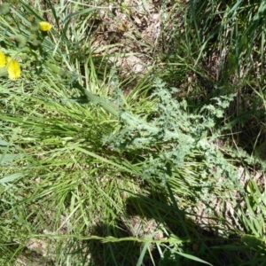 Sonchus asper at Latham, ACT - 27 Oct 2019