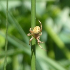 Araneus sp. (genus) (Orb weaver) at Umbagong District Park - 27 Oct 2019 by Christine