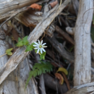 Stellaria flaccida (Forest Starwort) at Wingecarribee Local Government Area - 27 Oct 2019 by Margot
