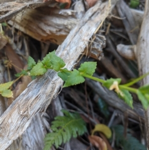 Stellaria flaccida at Bundanoon, NSW - 27 Oct 2019 12:43 PM