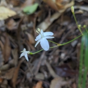 Libertia paniculata at Bundanoon, NSW - 27 Oct 2019 01:16 PM