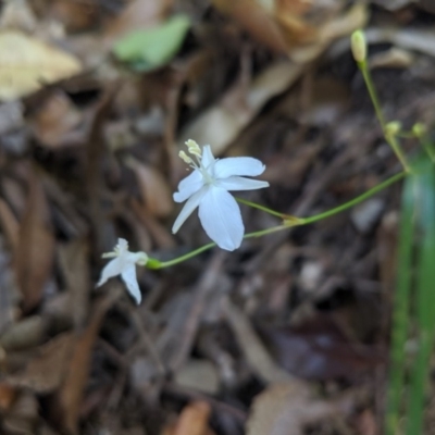 Libertia paniculata (Branching Grass-flag) at Wingecarribee Local Government Area - 27 Oct 2019 by Margot