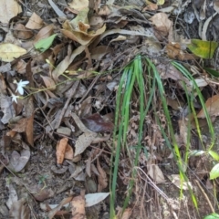 Libertia paniculata at Bundanoon, NSW - 27 Oct 2019 01:16 PM