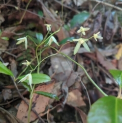 Aphanopetalum resinosum (Gum Vine) at Morton National Park - 27 Oct 2019 by Margot