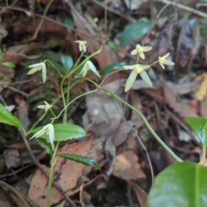 Aphanopetalum resinosum at Bundanoon - 27 Oct 2019 01:18 PM