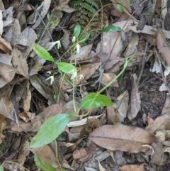 Aphanopetalum resinosum at Bundanoon - 27 Oct 2019