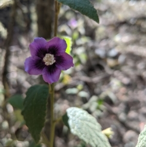 Howittia trilocularis at Bundanoon, NSW - 27 Oct 2019