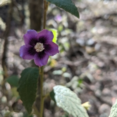 Howittia trilocularis (Blue Howittia) at Bundanoon - 27 Oct 2019 by Margot