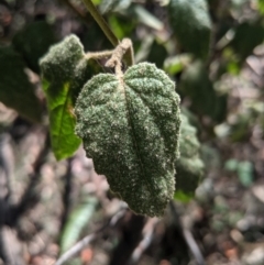 Howittia trilocularis at Bundanoon, NSW - 27 Oct 2019