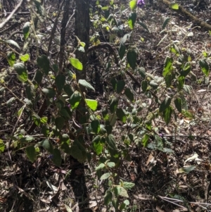 Howittia trilocularis at Bundanoon, NSW - 27 Oct 2019