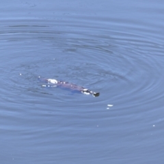 Ornithorhynchus anatinus (Platypus) at Bega, NSW - 28 Oct 2019 by MatthewHiggins