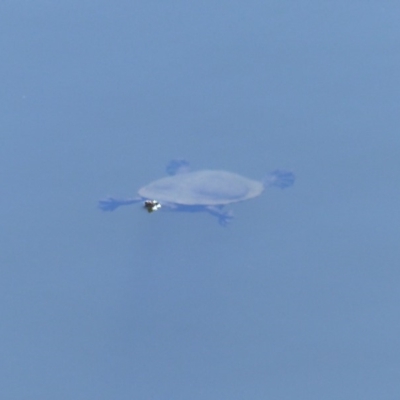 Chelodina longicollis (Eastern Long-necked Turtle) at Bega, NSW - 28 Oct 2019 by MatthewHiggins