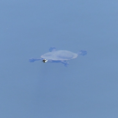 Chelodina longicollis (Eastern Long-necked Turtle) at Bega, NSW - 27 Oct 2019 by MatthewHiggins