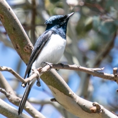 Myiagra cyanoleuca (Satin Flycatcher) at Chapman, ACT - 28 Oct 2019 by SWishart