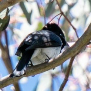 Myiagra cyanoleuca at Chapman, ACT - 28 Oct 2019 11:12 AM