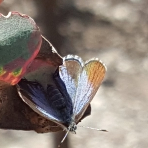 Acrodipsas myrmecophila at suppressed - 28 Oct 2019