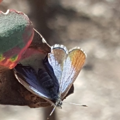 Acrodipsas myrmecophila (Small Ant-blue Butterfly) at Mount Mugga Mugga - 28 Oct 2019 by Mike