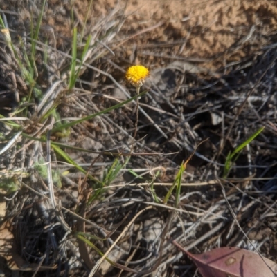 Leptorhynchos squamatus (Scaly Buttons) at Sutton, NSW - 28 Oct 2019 by MPennay