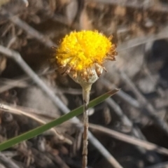 Leptorhynchos squamatus at Sutton, NSW - 28 Oct 2019