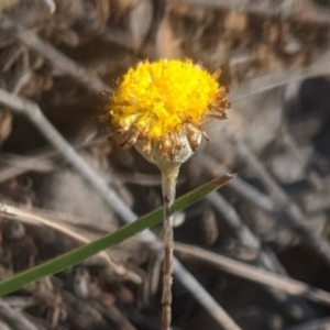 Leptorhynchos squamatus at Sutton, NSW - 28 Oct 2019 08:55 AM