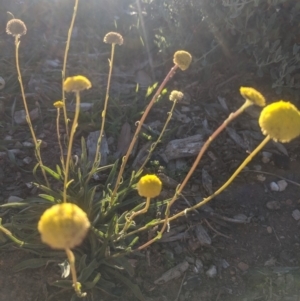 Craspedia variabilis at Lake George, NSW - 18 Oct 2019