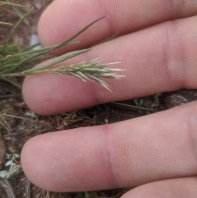 Enneapogon nigricans (Nine-awn Grass, Bottlewashers) at Gundaroo, NSW - 14 Oct 2019 by MPennay