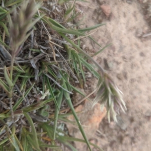 Enneapogon nigricans at Gundaroo, NSW - 14 Oct 2019