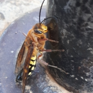 Catocheilus sp. (genus) at Dunlop, ACT - 28 Oct 2019 03:17 PM