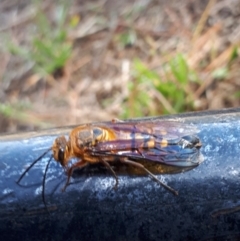 Catocheilus sp. (genus) at Dunlop, ACT - 28 Oct 2019 03:17 PM