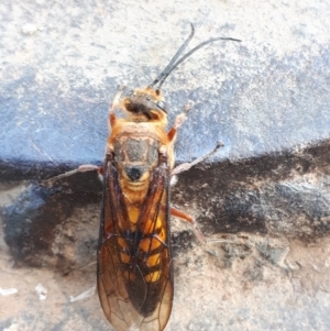 Catocheilus sp. (genus) at Dunlop, ACT - 28 Oct 2019