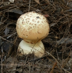 Amanita ochrophylla group at Genoa, VIC - 28 Feb 2019 by SueMuffler