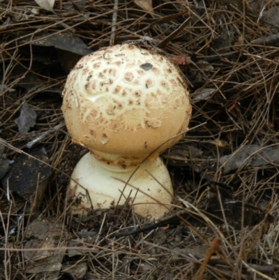 Amanita ochrophylla group at Genoa, VIC - 28 Feb 2019 by SueMuffler