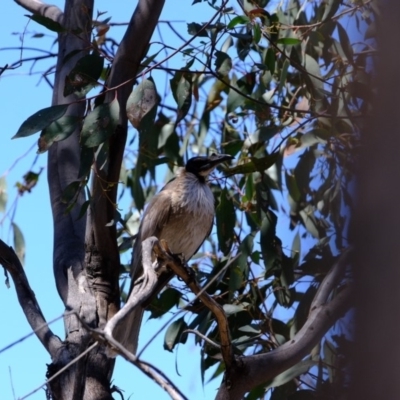 Philemon corniculatus (Noisy Friarbird) at Dunlop, ACT - 28 Oct 2019 by Kurt