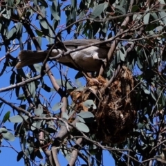 Philemon corniculatus at Dunlop, ACT - 28 Oct 2019