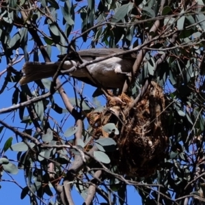 Philemon corniculatus at Dunlop, ACT - 28 Oct 2019 12:40 PM