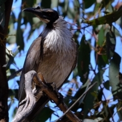 Philemon corniculatus at Dunlop, ACT - 28 Oct 2019 12:40 PM