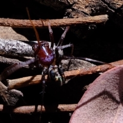 Habronestes bradleyi (Bradley's Ant-Eating Spider) at Aranda Bushland - 28 Oct 2019 by Kurt