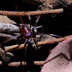 Habronestes bradleyi at Dunlop, ACT - 28 Oct 2019 01:06 PM