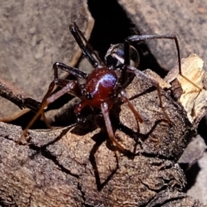 Habronestes bradleyi at Dunlop, ACT - 28 Oct 2019 01:06 PM