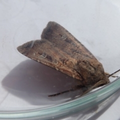 Agrotis infusa (Bogong Moth, Common Cutworm) at ANU Banks Precinct - 28 Oct 2019 by Laserchemisty