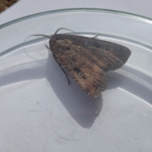 Agrotis infusa at Acton, ACT - 28 Oct 2019 03:08 PM