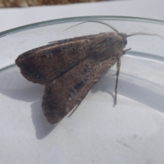 Agrotis infusa at Acton, ACT - 28 Oct 2019 03:08 PM