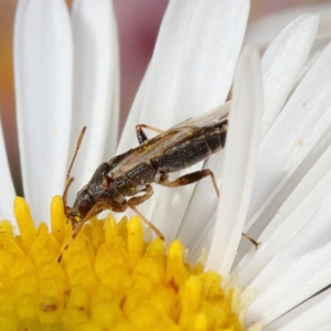 Nysius sp. (genus) at Kambah, ACT - 28 Oct 2019 02:19 PM