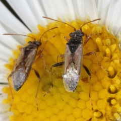 Nysius sp. (genus) at Kambah, ACT - 28 Oct 2019