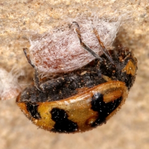 Coccinella transversalis at Kambah, ACT - 28 Oct 2019 02:12 PM