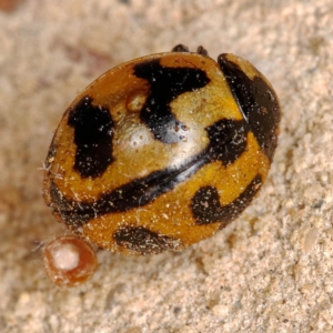 Coccinella transversalis at Kambah, ACT - 28 Oct 2019 02:12 PM